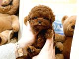 Akilli Sevi̇mli̇ Wc Eği̇ti̇mli̇ Toy Poodle Yavrular