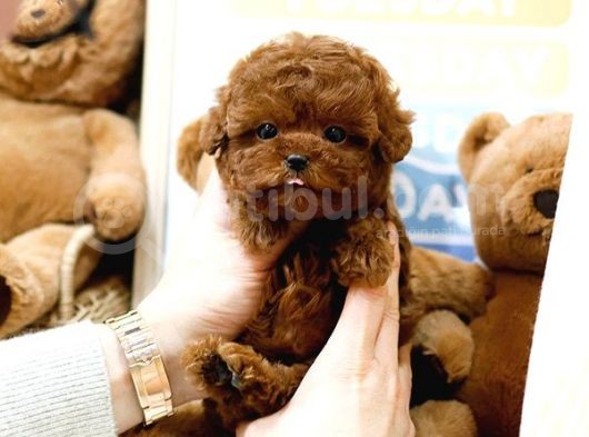 Akilli Sevi̇mli̇ Wc Eği̇ti̇mli̇ Toy Poodle Yavrular görsel
