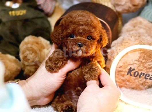 Toy Poodle Bebekleri̇mi̇z