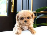 Kusursuz Toy Poodle Yavrular