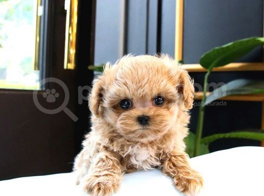 Kusursuz Toy Poodle Yavrular görsel