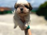 Küçük Shihtzu