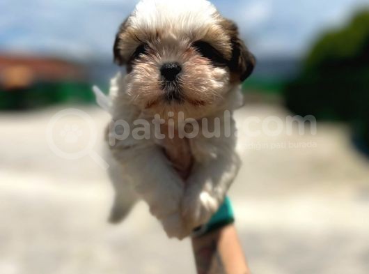 Küçük Shihtzu görsel