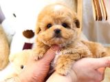 GÜLEN SURAT TOY POODLE MİNNAKLARIMIZ