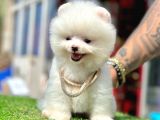 Pomeranian Irkının En Güzel Bebekleri