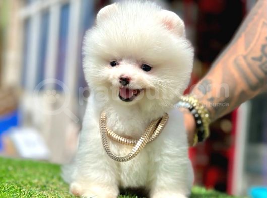 Pomeranian Irkının En Güzel Bebekleri görsel