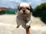 Küçük Shihtzu
