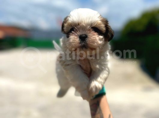 Küçük Shihtzu görsel