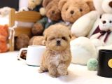 Show Kalite Toy Poodle Bebeklerim