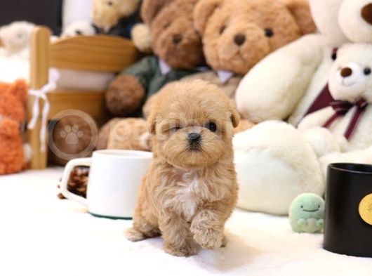 Show Kalite Toy Poodle Bebeklerim