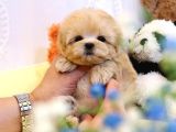 Muazzam Güzelli̇kteki̇ Kore Kani Toy Poodle Bebeklerimiz