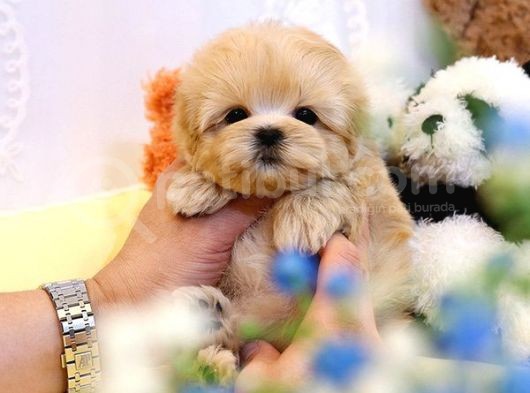 Muazzam Güzelli̇kteki̇ Kore Kani Toy Poodle Bebeklerimiz görsel