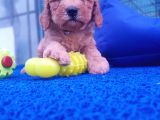 Orji̇nal Toy Poodle Yavrularücretsi̇z Deği̇ldi̇r