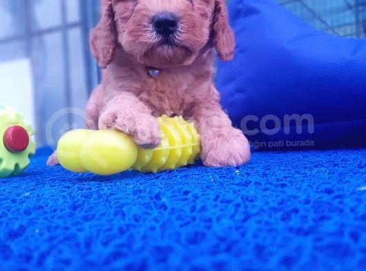 Orji̇nal Toy Poodle Yavrularücretsi̇z Deği̇ldi̇r görsel