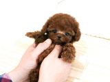 Eği̇ti̇mli̇ Toy Poodle Yavrularim