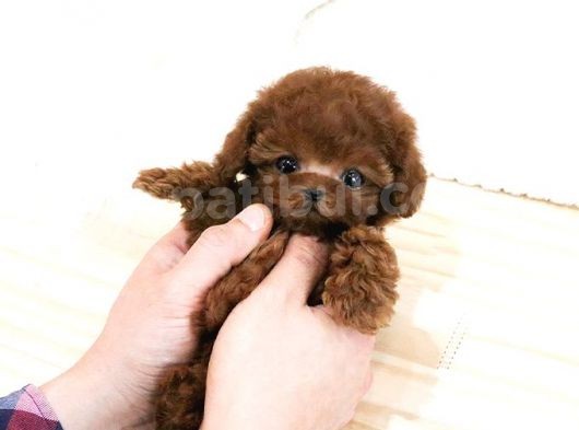 Eği̇ti̇mli̇ Toy Poodle Yavrularim görsel