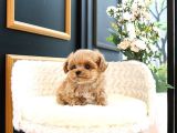 Kusursuz Toy Poodle Yavrular