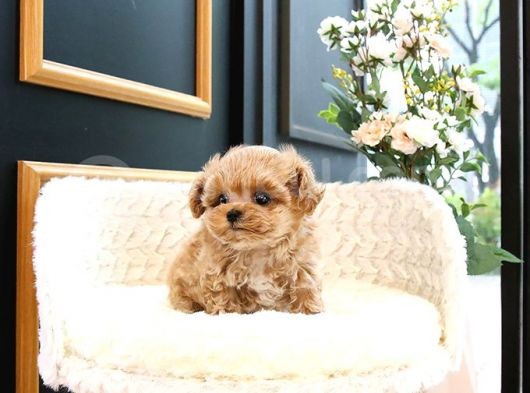 Kusursuz Toy Poodle Yavrular görsel