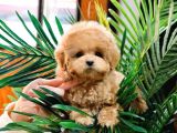 Üst Kalite Akilli Toy Poodle Bebekler