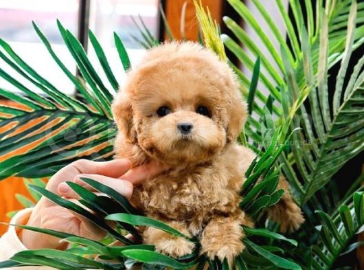 Üst Kalite Akilli Toy Poodle Bebekler görsel