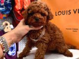 mini sevimli toy boy poodle