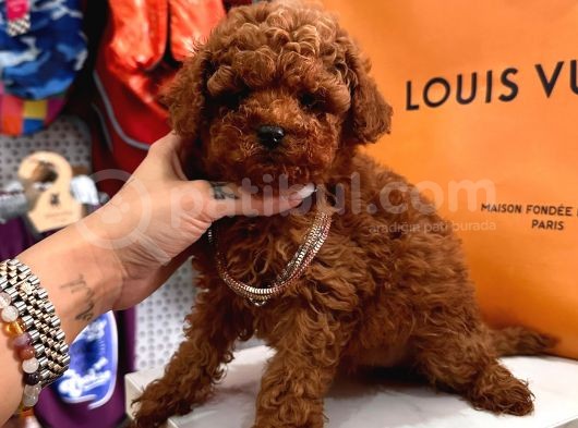 Mini Sevimli Toy Boy Poodle