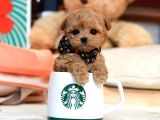 Hari̇ka Güzelli̇kteki̇ Toy Poodle Sevecen Yavrularimiz