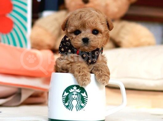 Hari̇ka Güzelli̇kteki̇ Toy Poodle Sevecen Yavrularimiz görsel