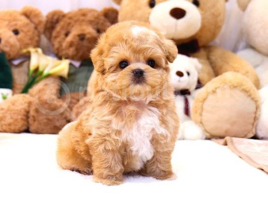 Gülen Surat Toy Poodle Mi̇nnaklarimiz görsel