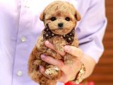 HARİKA GÜZELLİKTEKİ TOY POODLE SEVECEN YAVRULARIMIZ