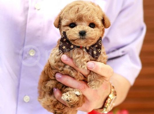 Hari̇ka Güzelli̇kteki̇ Toy Poodle Sevecen Yavrularimiz