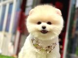 Teddy Face Boo Pomeranian Yavrular