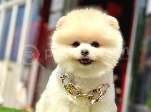 Teddy Face Boo Pomeranian Yavrular görsel