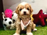 Maltipoo Ufacık Bebekler