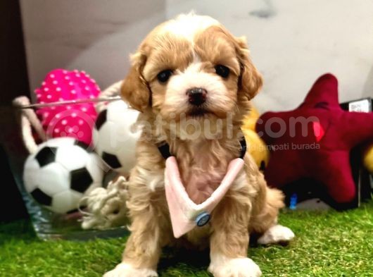 Maltipoo Ufacık Bebekler görsel