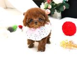 Eği̇ti̇mli̇ Toy Poodle Yavrularim