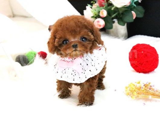 Eği̇ti̇mli̇ Toy Poodle Yavrularim görsel