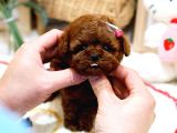 Anti̇alerji̇k  Toy Poodle Yavrularim