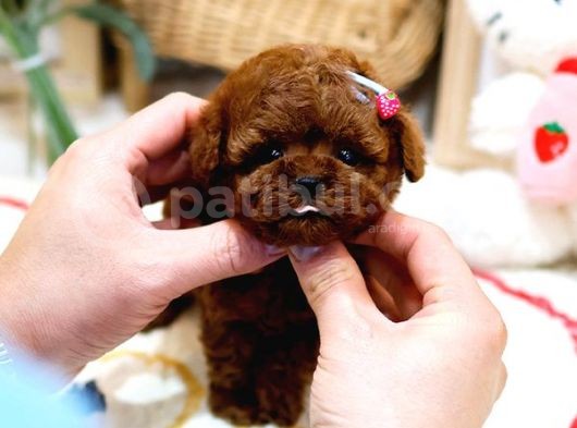 Anti̇alerji̇k  Toy Poodle Yavrularim görsel