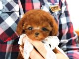 Eği̇ti̇mli̇ Toy Poodle Yavrularim