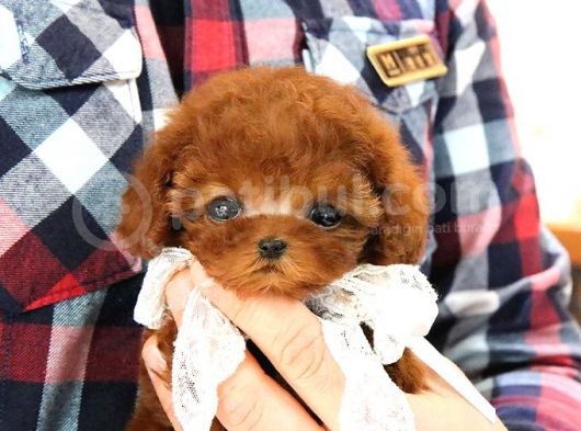 Eği̇ti̇mli̇ Toy Poodle Yavrularim görsel