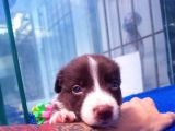 Orji̇nal Border Collie Yavrularücretsi̇z Deği̇ldi̇r