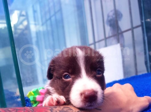 Orji̇nal Border Collie Yavrularücretsi̇z Deği̇ldi̇r görsel