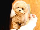 Üst Kalite Akilli Toy Poodle Bebekler