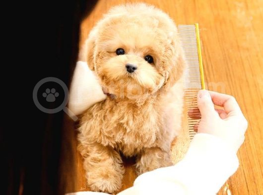 Üst Kalite Akilli Toy Poodle Bebekler görsel