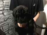 Cane Corso Yavrularimiz