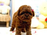 ANTİALERJİK  TOY POODLE YAVRULARIM