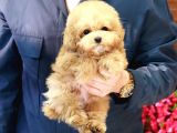Sevgi̇ Arsizi Oyuncu Toy Poodle Yavrular