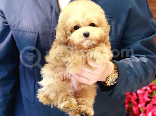 Sevgi̇ Arsizi Oyuncu Toy Poodle Yavrular görsel