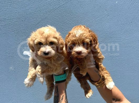 Orjinal Maltipoo görsel